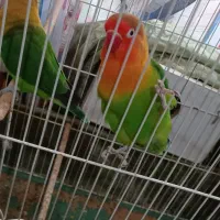 طوطی کوتوله برزیلی|پرنده|تبریز, |دیوار