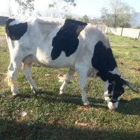 هلشتاین اصیل ۵۰۰ کیلویی ۳۰ لیتر شیر