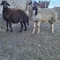 بره ماده افشاری