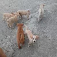 واگذاری توله پاکوتاه