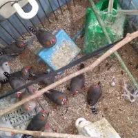 فنچ  همه رنگ|پرنده|گلستان (تهران), |دیوار