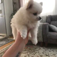 پامر دو سر خرسی