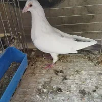 کفتر پرنده کبوتر دم سیاه سینه سرخ|پرنده|زارچ, |دیوار