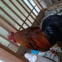 خروس جوان هنوزیکسالشم نشده جوجه عیدبوده