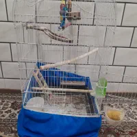 طوطی عروس هلندی|پرنده|دزفول, |دیوار