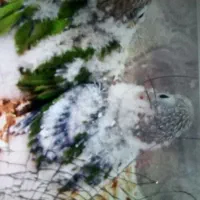 فروش جوجه سرلاکی گرنچیک