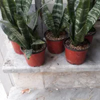 گلهای اپارتمانی با قیمت مناسب