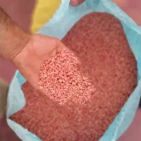 گندم آذر 2