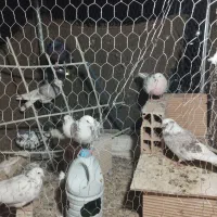 ۵تا کفتر بشرط میدم