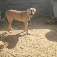 واگذاری توله|سگ|رضویه, |دیوار