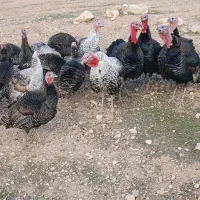 بوقلمون نر وماده جفتی ۵ میلیون