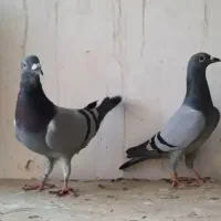 گمشده یه جفت کبوتر سرخ دم سفید