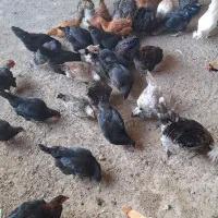 مرغ تخم گذار