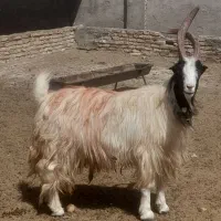 نربز