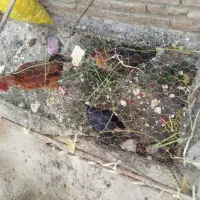 دو تا نیمچه ۷ماهه دو ماه دیگه تخم میزارن و۱تا مرغ
