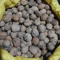 گردو|خوردنی و آشامیدنی|آمل, |دیوار