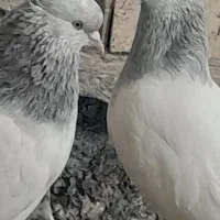 کله الماسی
