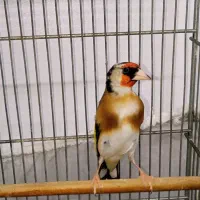 سهره نر ۲ ساله یه وجبی