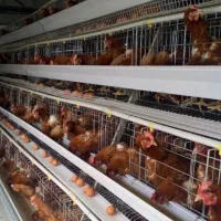 جذب نیرو متخصص پرورش طیور و پرنده