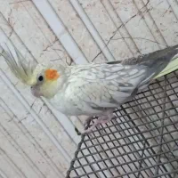 فروش جفت عروس هلندی مولد همراه با جوجه|پرنده|بافق, |دیوار