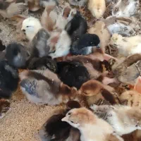 فروش جوجه مرغ گلپگانی کاکلی