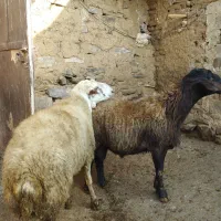 فروش قوچ داشتی|حیوانات مزرعه|دیواندره, |دیوار