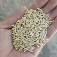 جو بذری