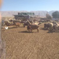 ۱۰ راس میش بره دار شیشک|حیوانات مزرعه|شیراز, عادل آباد|دیوار