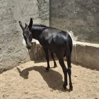 فروش سه تا خر دوتا ماده ویکی نر|حیوانات مزرعه|اردکان, |دیوار