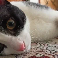 واگذاری گربه