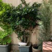 درختچه طبیعی