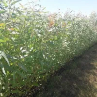 نهال اکالیپتوس