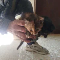 گربه رایگان