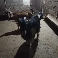 گوسفند