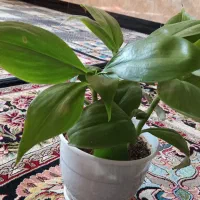 فروش گل