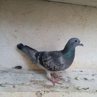 ماده پلاکی|پرنده|بهبهان, |دیوار