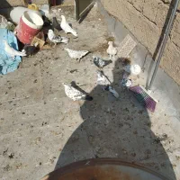 تعدادی غریب گیری پرشی|پرنده|پاکدشت, پاکدشت (مامازند)|دیوار