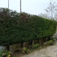 علفتراشی هرس بریدن درخت وکلیه کارهای باغبانی