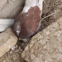 کفتر