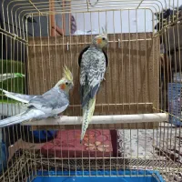 عروس هلندی