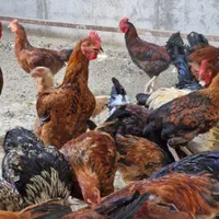 نیمچه جوجه مرغ محلی.گلین . بوقلمون . غاز اردک|حیوانات مزرعه|شهریار, شهریار|دیوار
