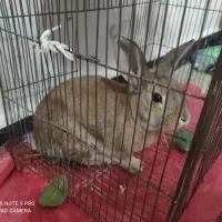 خرگوش|موش و خرگوش|ایلام, |دیوار