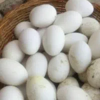 تخم غاز فروشی