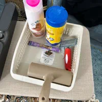 گربه پرشین|گربه|یزد, |دیوار