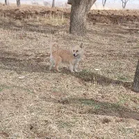 پاکوتا ماده