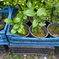 انواع گل فقط ۱۵تومن به علت کمبود جا|گل و گیاه طبیعی|واجارگاه, |دیوار