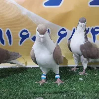 کفترهوای|پرنده|مه ولات, |دیوار