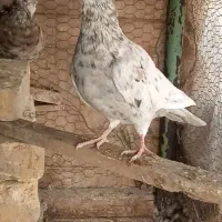 کبوتر طوقی و پلاکی پرشی|پرنده|شیراز, بازار|دیوار