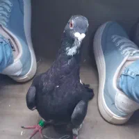 فروش کبوتر|پرنده|تایباد, |دیوار