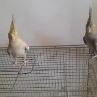 عروس هلندی